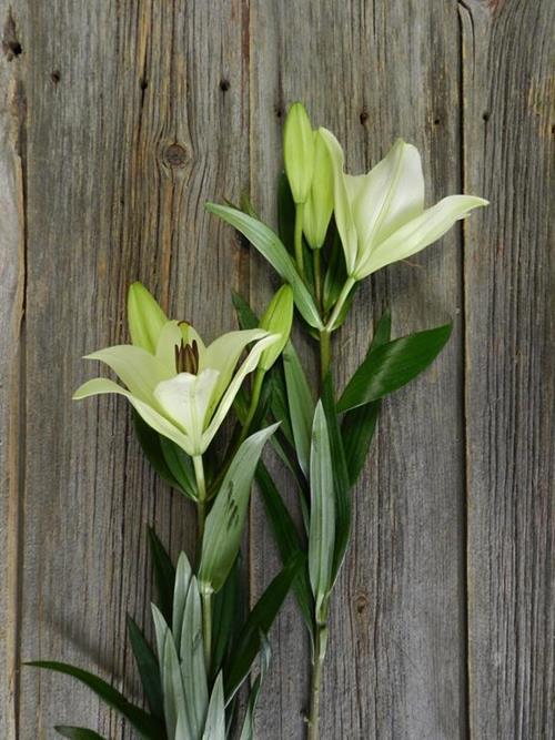 ERCOLANO WHITE ASICATIC LILLIES